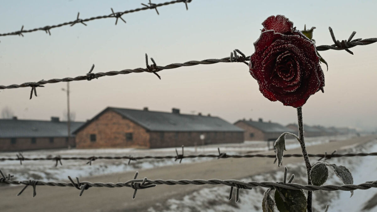 Pamięć, którą trzeba przekazywać - historie z obozu koncentracyjnego Auschwitz. Na pierwszym planie widać drut kolczasty, na którym umieszczono czerwoną różę pokrytą szronem. W tle znajdują się ceglane baraki i ośnieżona droga na terenie byłego obozu.